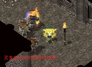 灵宠变异如何提升成功率? 灵宠变异如何提升成功率?