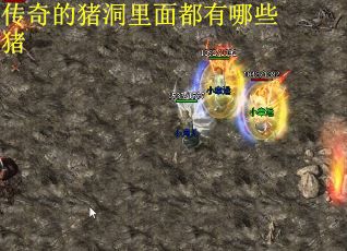 传奇的猪洞里面都有哪些猪