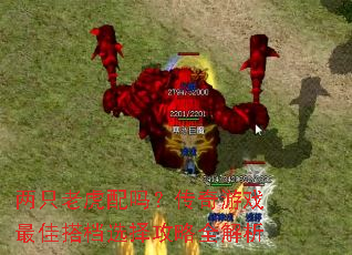 两只老虎配吗?传奇游戏最佳搭档选择攻略全解析 两只老虎配吗?传奇游戏最佳搭档选择攻略全解析